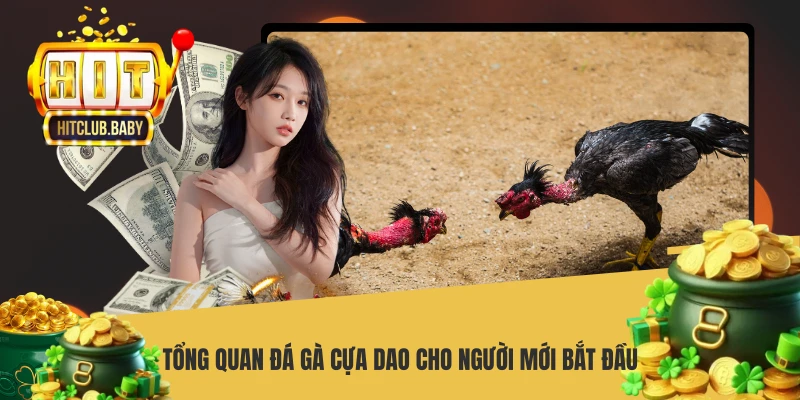 Tổng quan đá gà cựa dao cho người mới bắt đầu